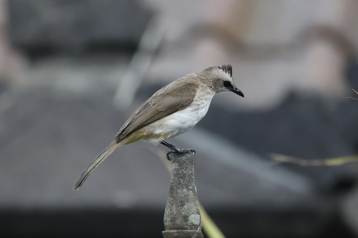 Yellow-vented Bulbul - ML493328321