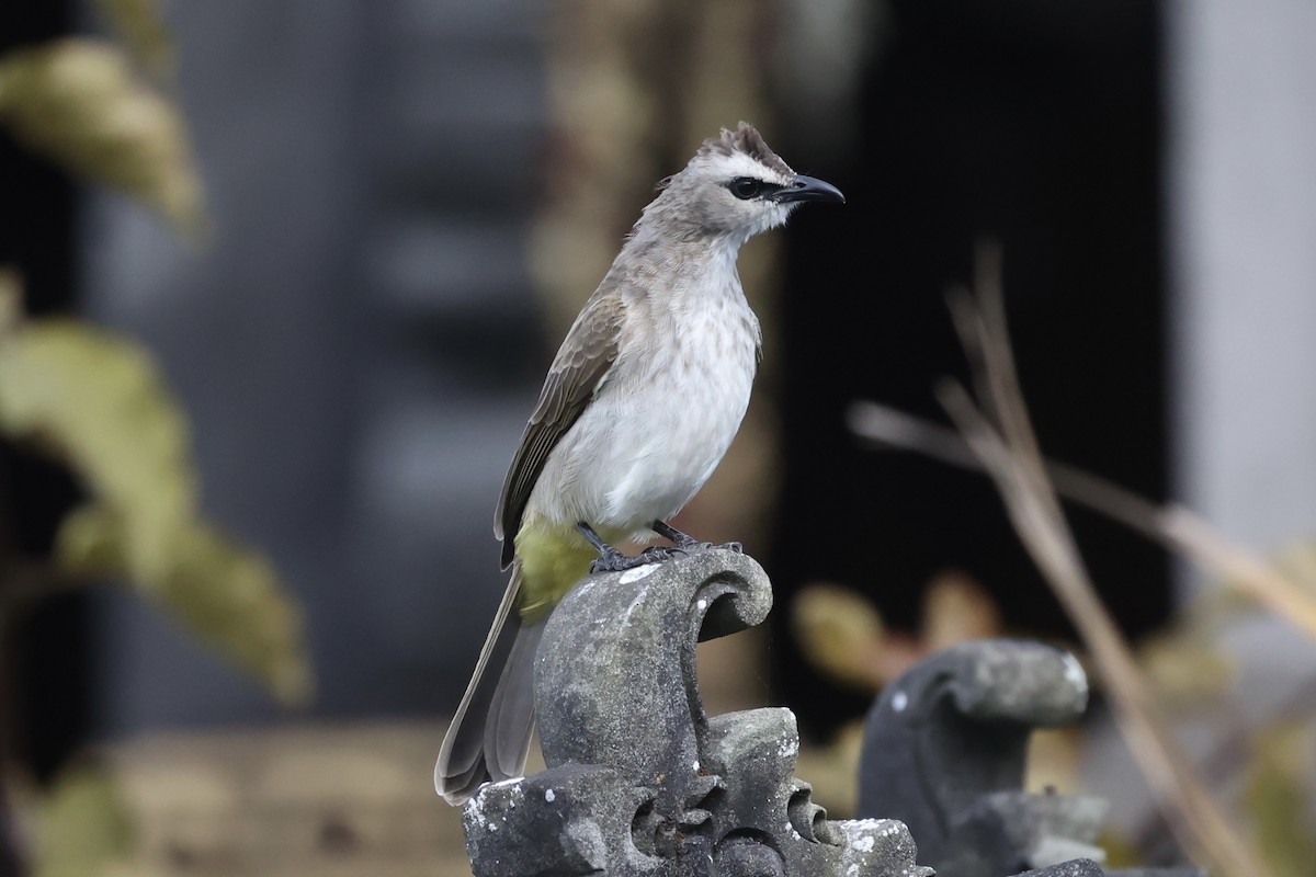 Yellow-vented Bulbul - ML493328341