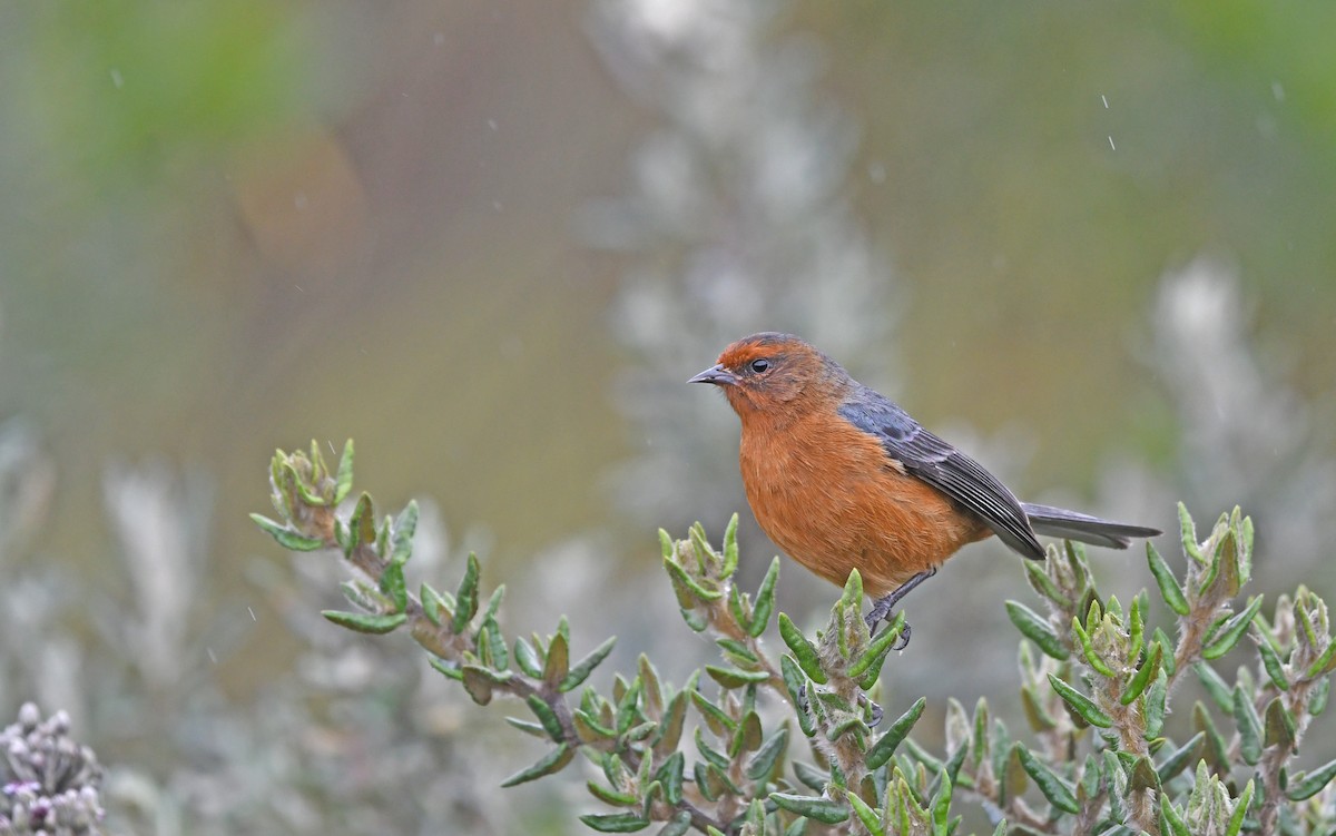 Rufous-browed Conebill - Christoph Moning