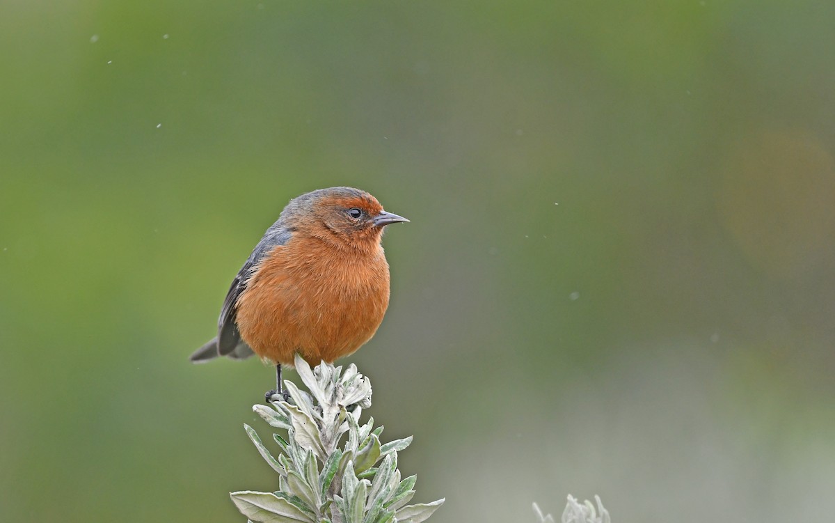 Rufous-browed Conebill - ML493331391