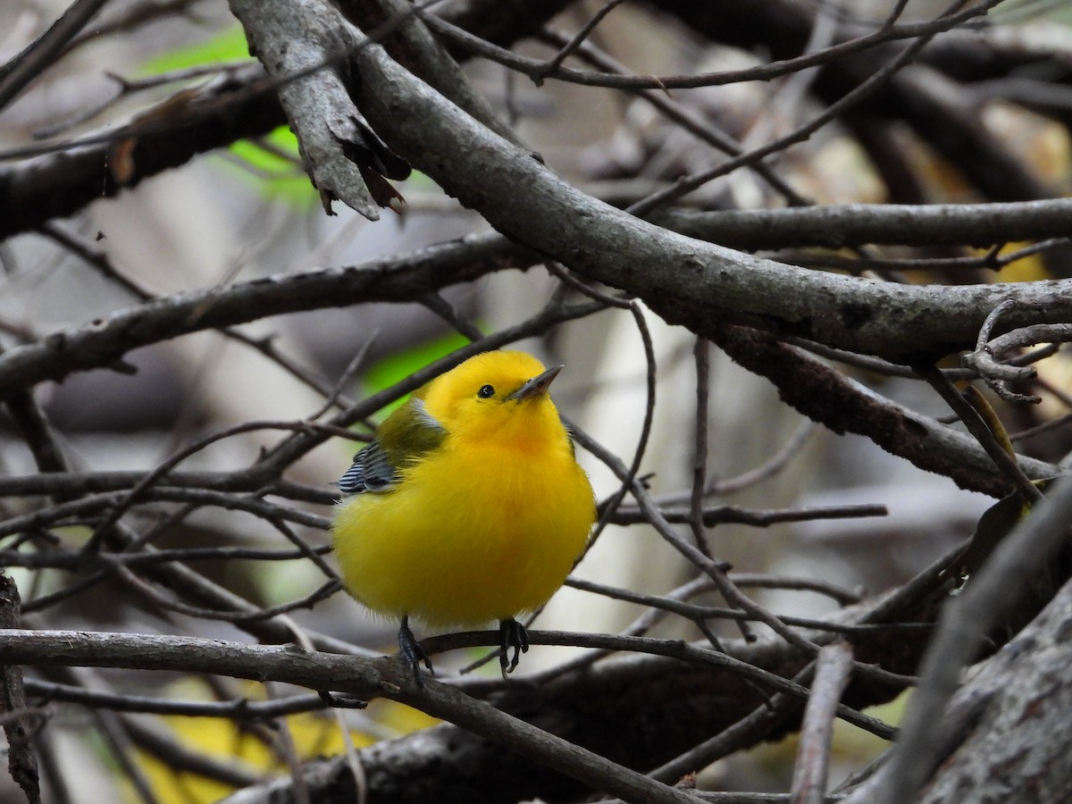 Prothonotary Warbler - ML493331581