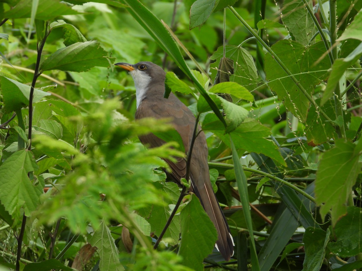 Yellow-billed Cuckoo - ML493331701