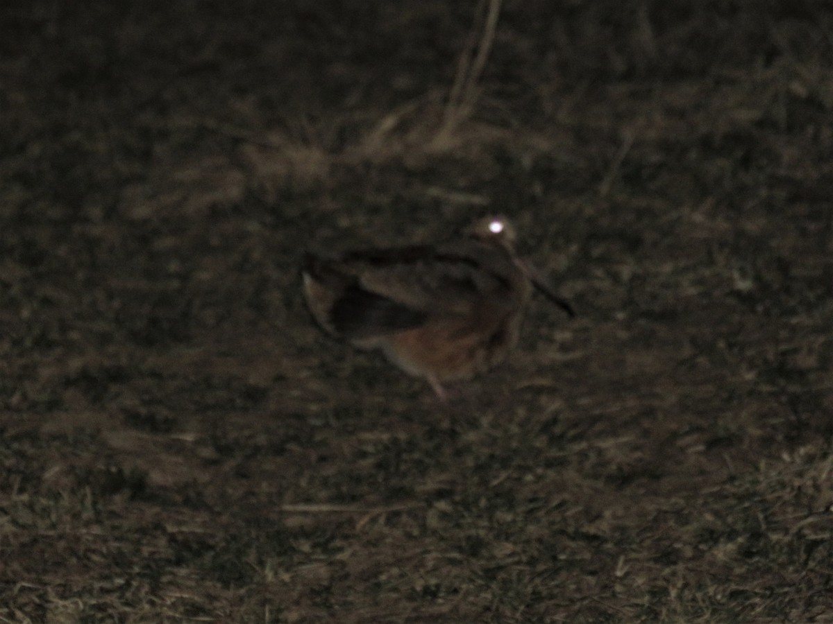 American Woodcock - ML49333231