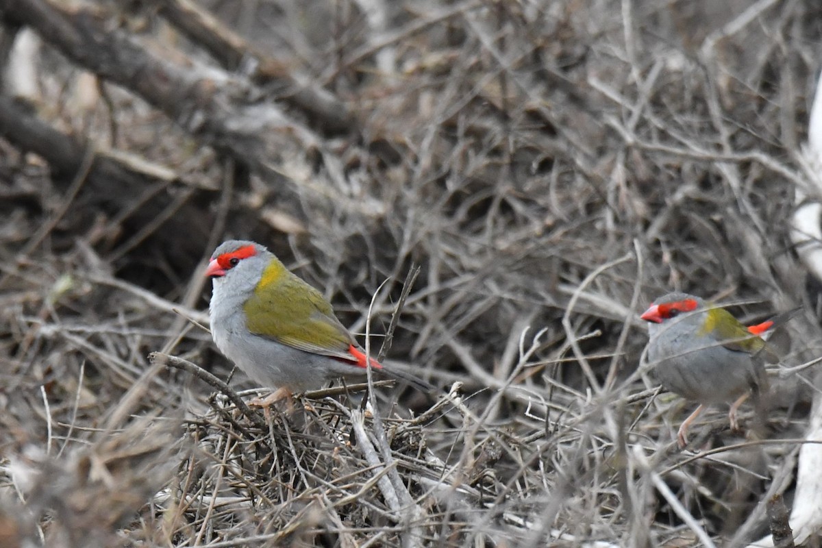 Red-browed Firetail - ML493332391