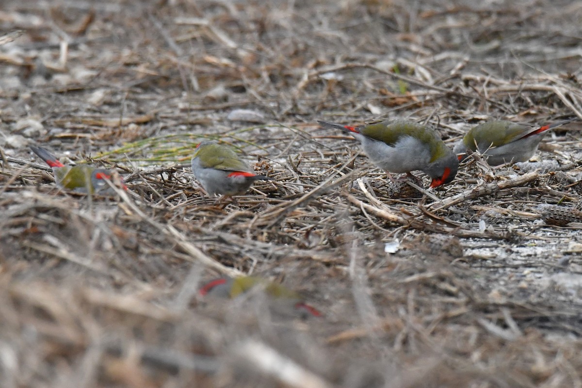 Red-browed Firetail - ML493332401