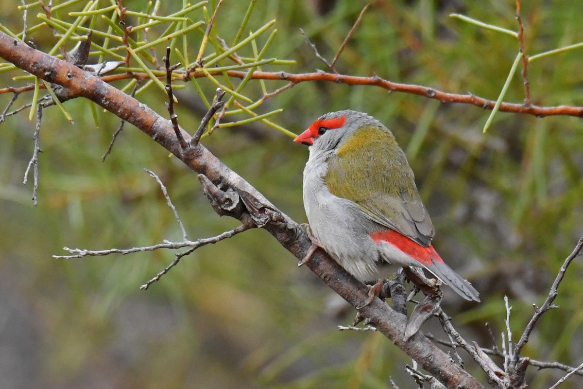 Red-browed Firetail - ML493332421