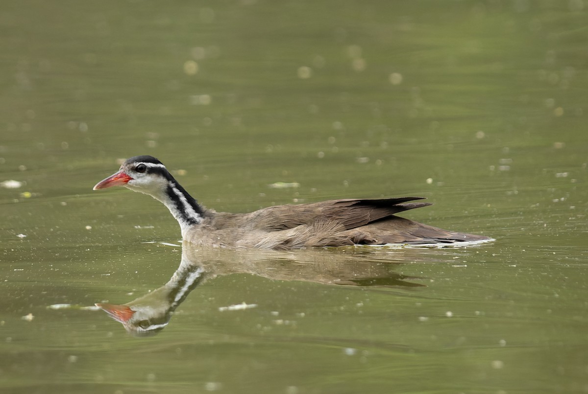 Sungrebe - ML493332651