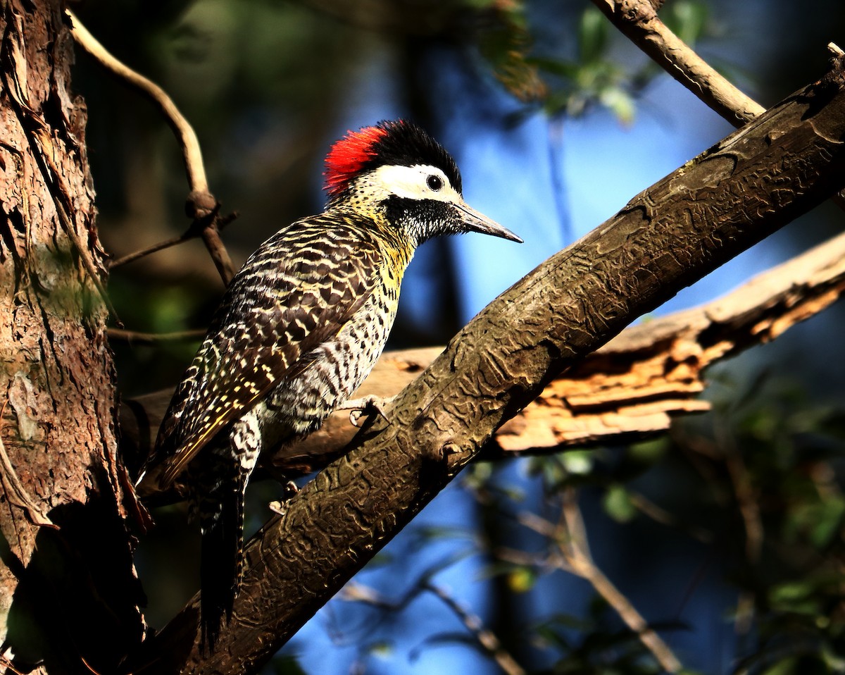 Green-barred Woodpecker - ML493332911