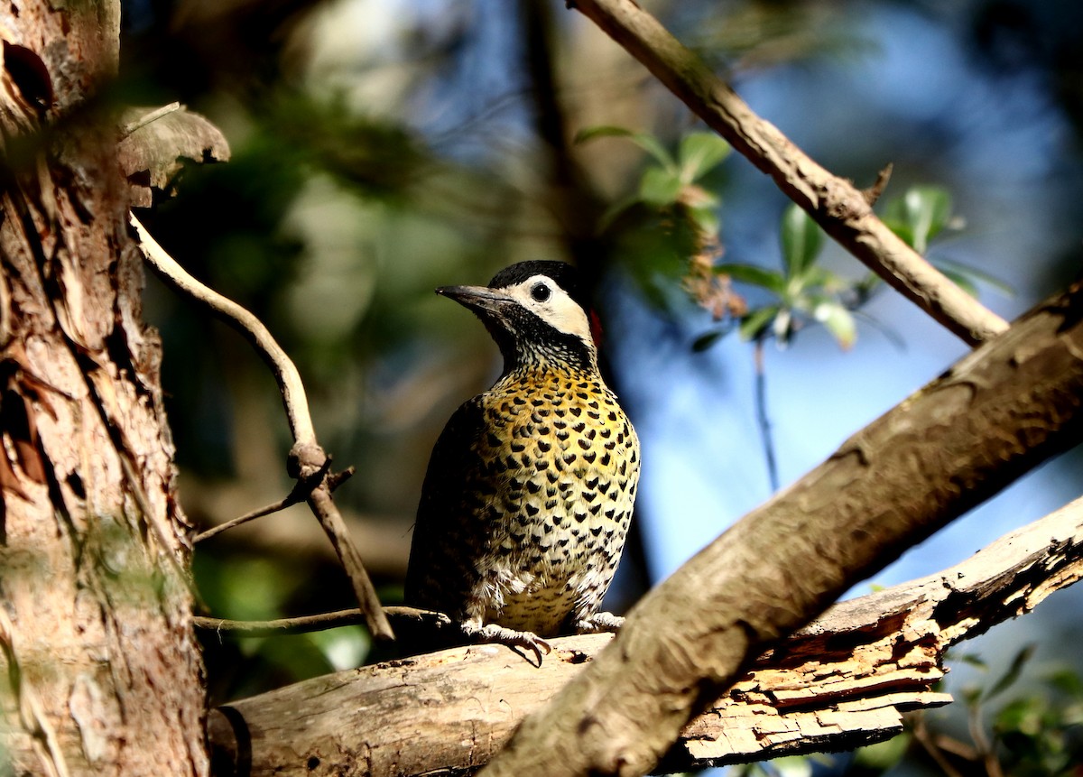Green-barred Woodpecker - ML493332921