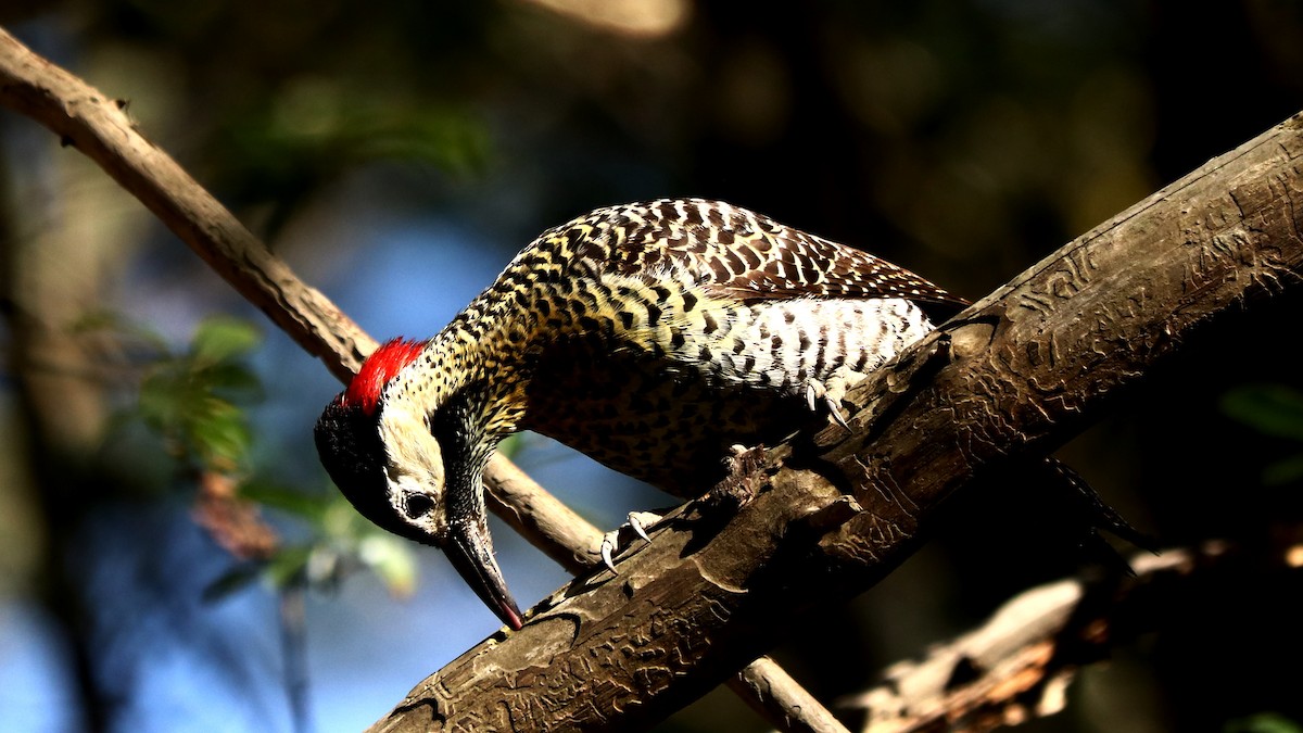 Green-barred Woodpecker - ML493332951