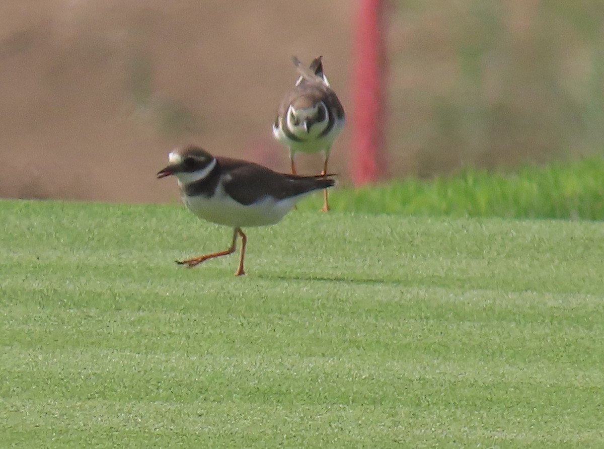 Common Ringed Plover - ML493333201