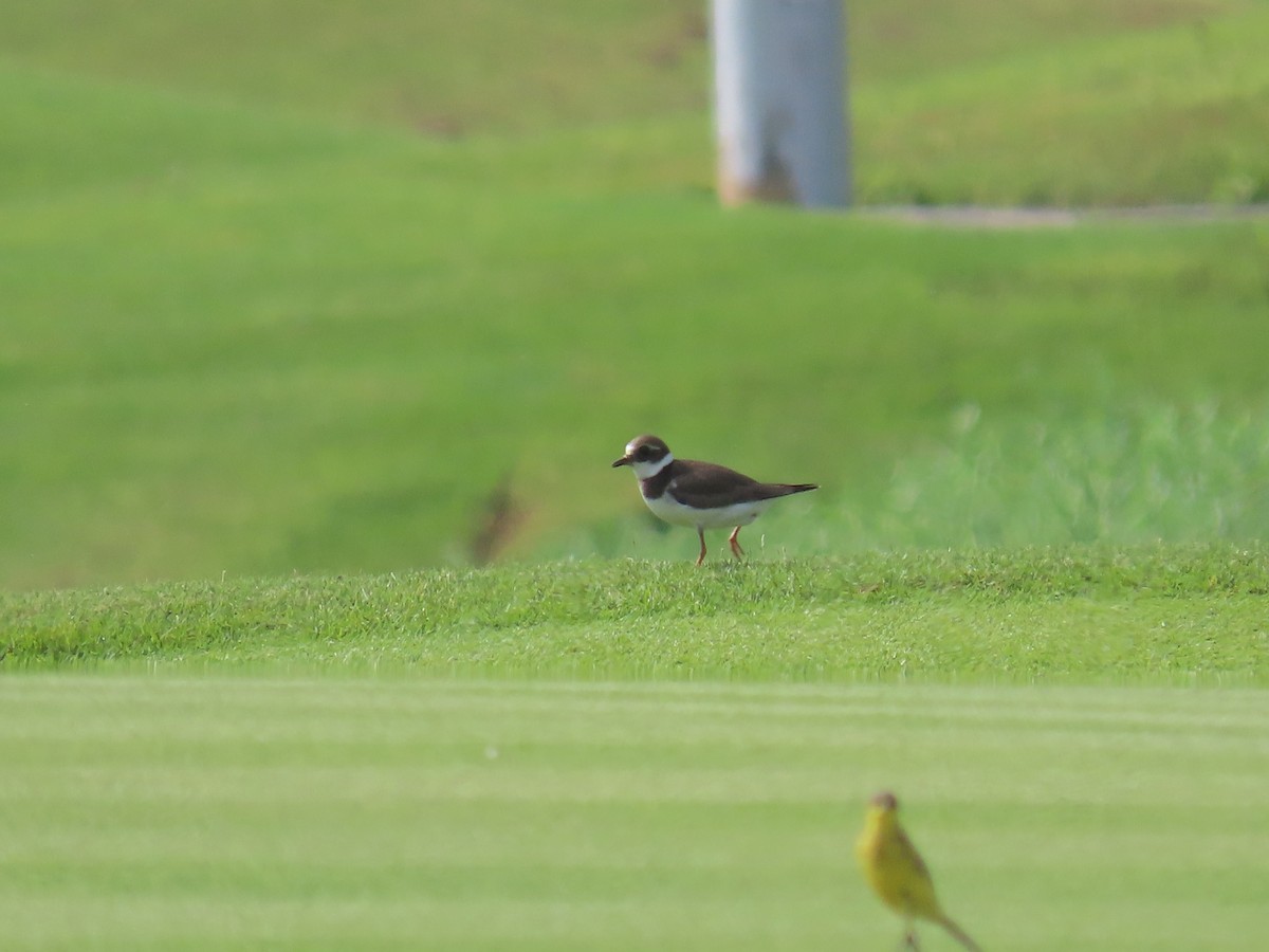 Common Ringed Plover - ML493333211