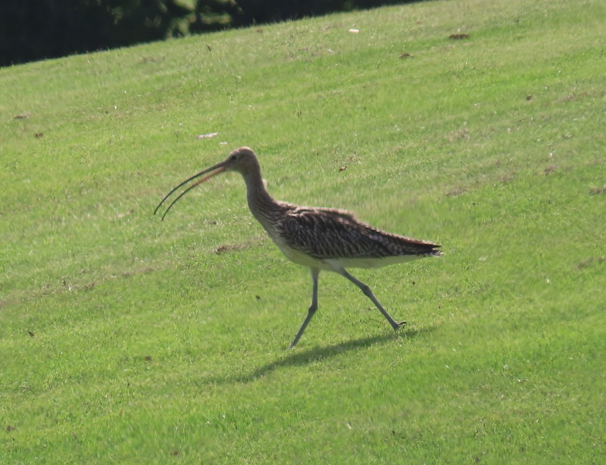 Eurasian Curlew - ML493333251