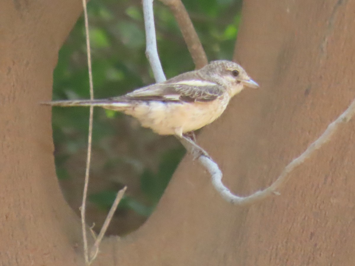 Masked Shrike - ML493333681