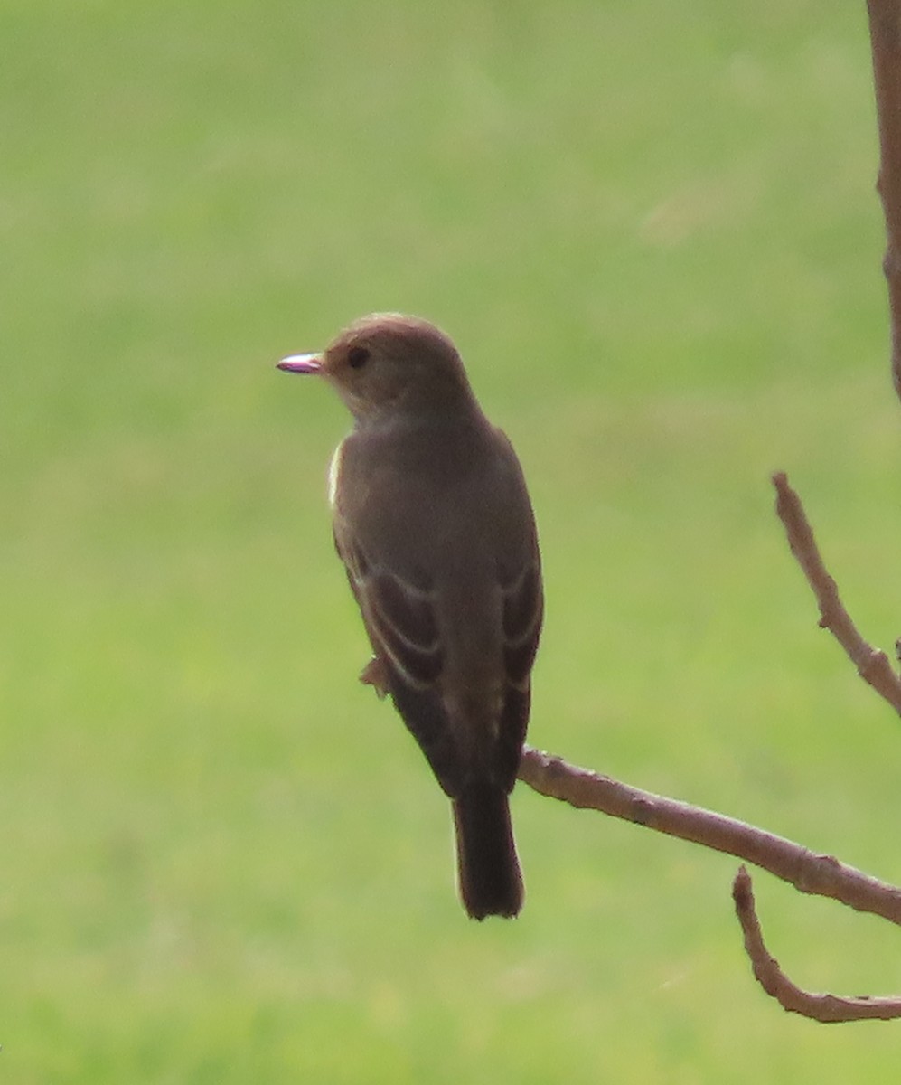 Spotted Flycatcher - ML493333851