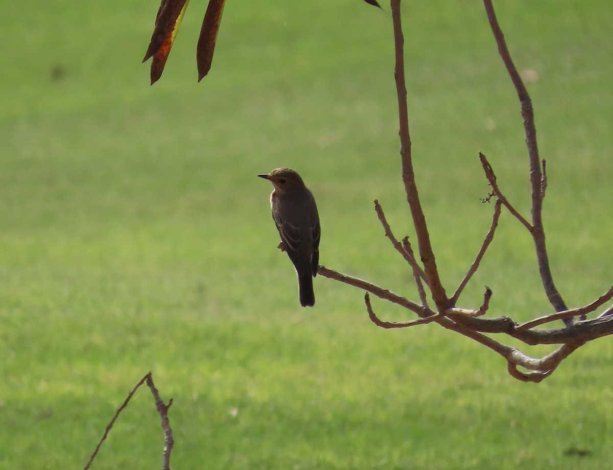 Spotted Flycatcher - ML493333861