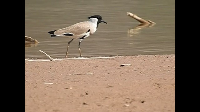 River Lapwing - ML493333921