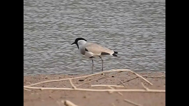 River Lapwing - ML493333931