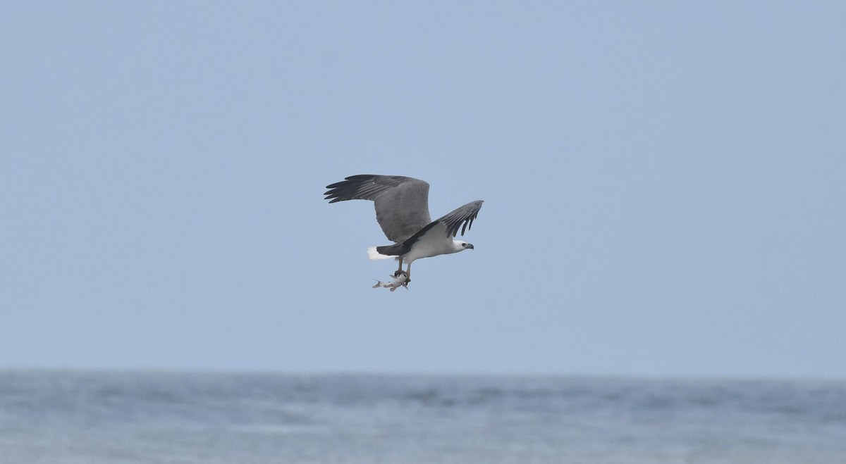 White-bellied Sea-Eagle - ML493335131