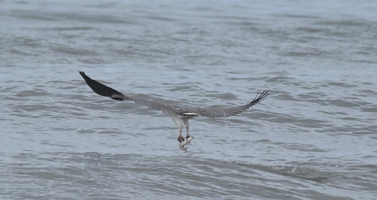 White-bellied Sea-Eagle - ML493335141