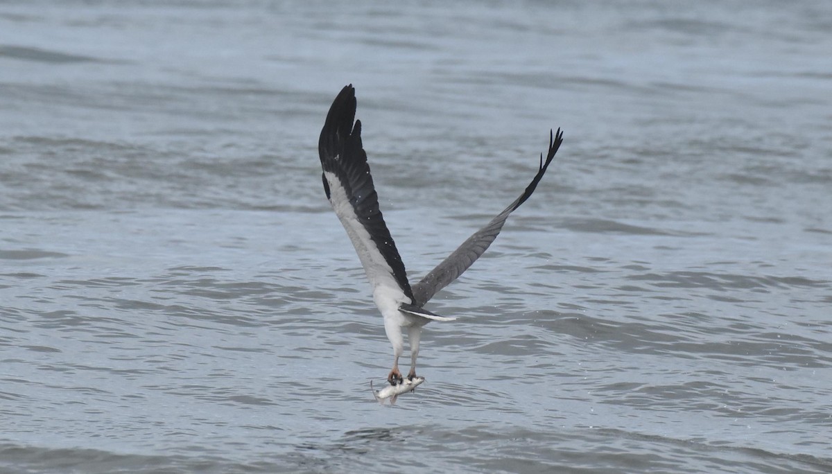 White-bellied Sea-Eagle - ML493335151