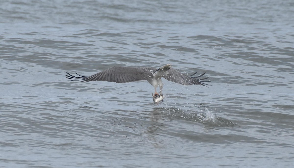 White-bellied Sea-Eagle - ML493335161