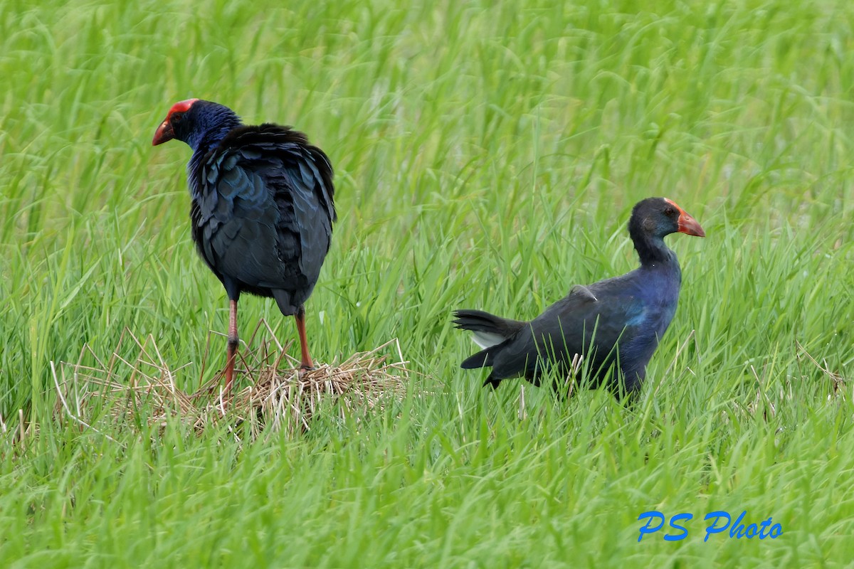 Schwarzmantel- x Graukopf-Purpurhuhn (Hybrid) - ML493335361