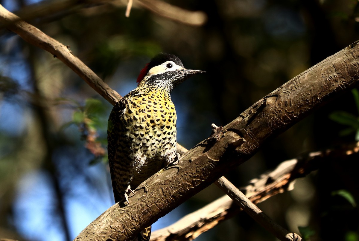 Green-barred Woodpecker - ML493335411