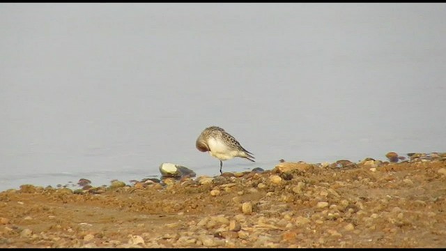 White-rumped Sandpiper - ML493336881