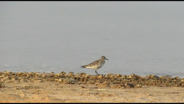 Weißbürzel-Strandläufer - ML493336901