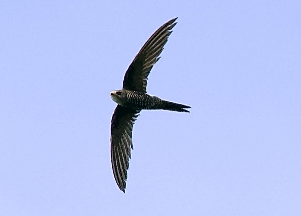 Pacific Swift - Ramesh T