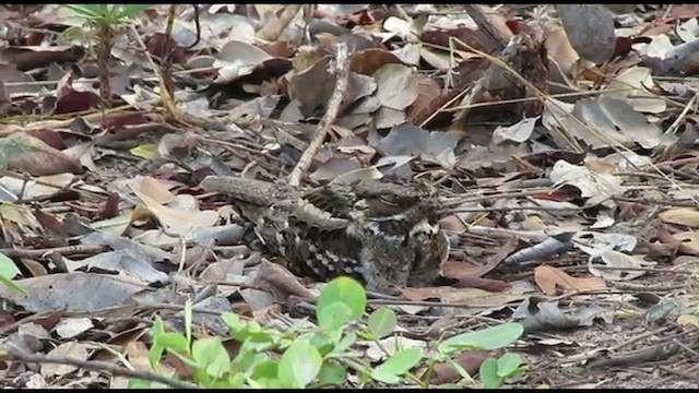 Little Nightjar - ML493337041