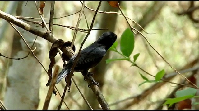 Blackish-blue Seedeater - ML493337131