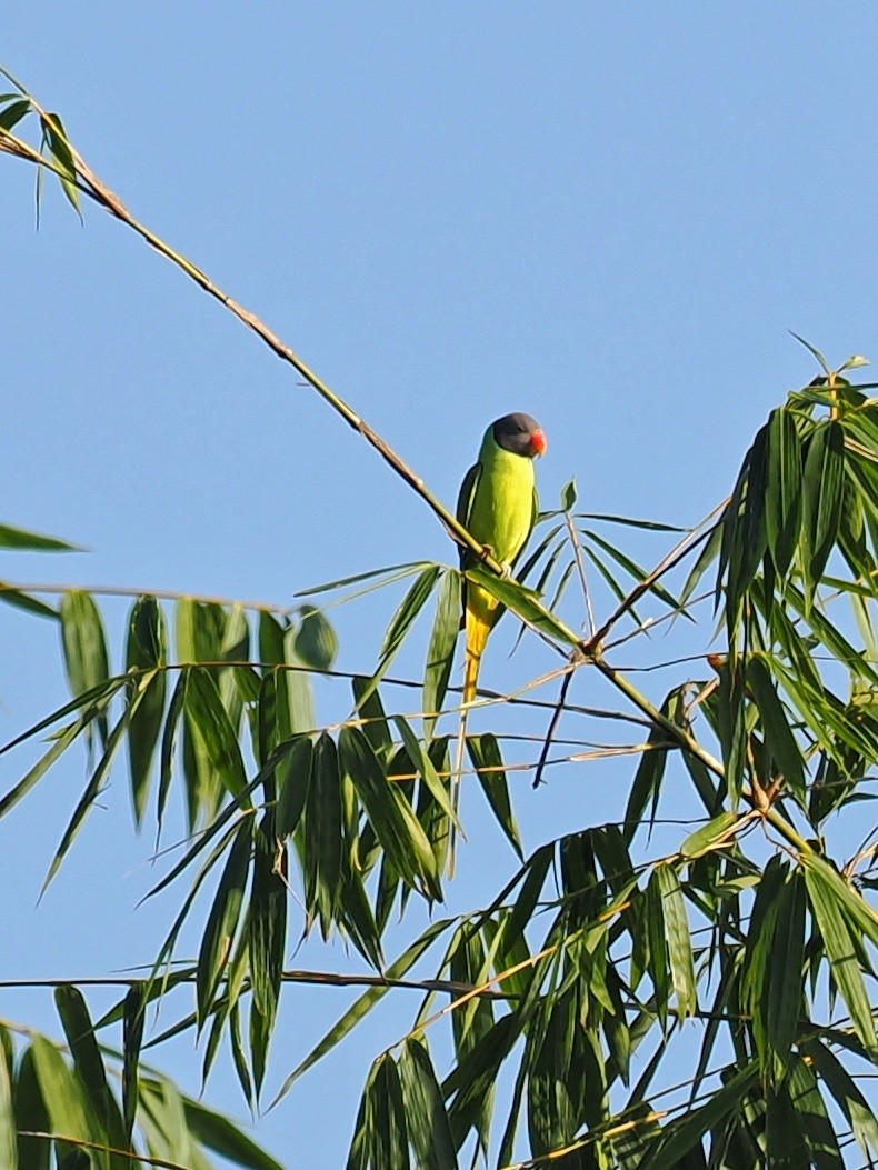 Finsch Yeşil Papağanı - ML493338141