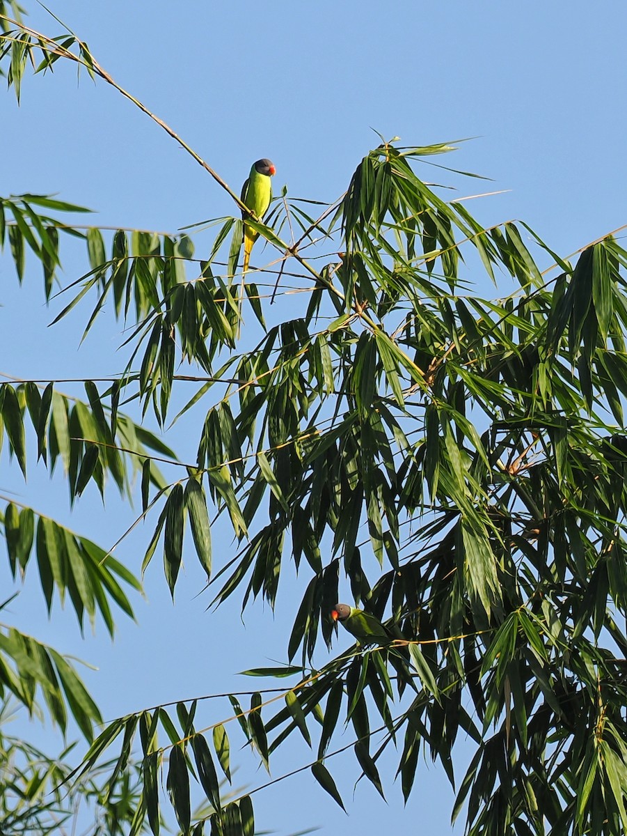 Finsch Yeşil Papağanı - ML493338151