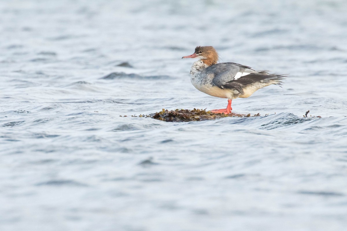 Common Merganser - ML493338581