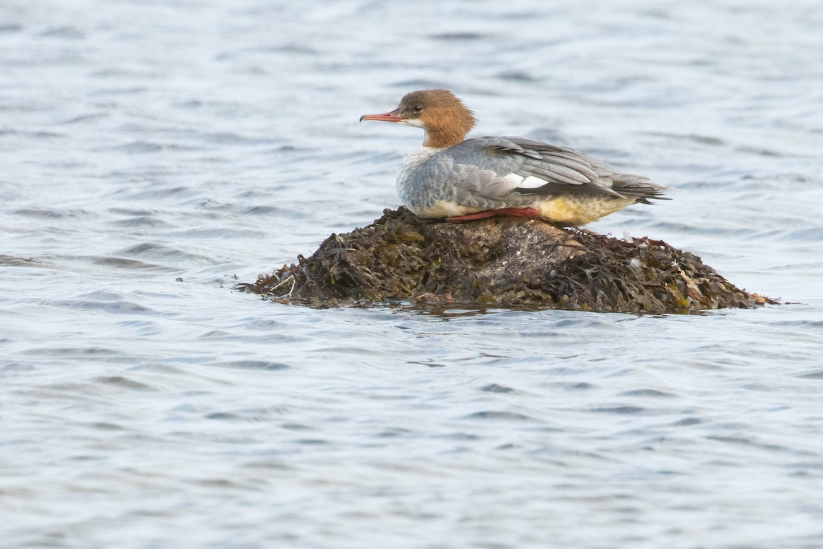 Common Merganser - ML493338591