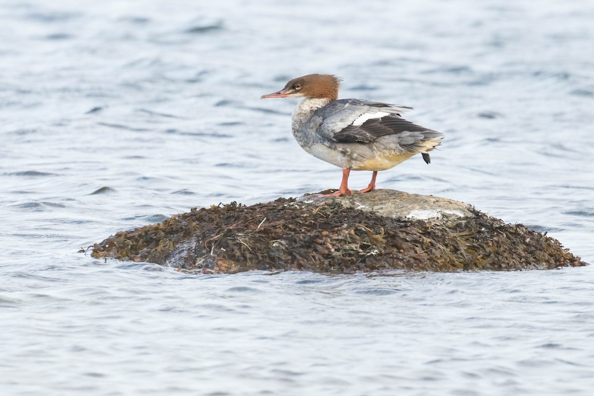Common Merganser - ML493338601