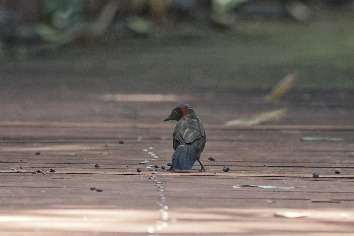 Rufous-necked Laughingthrush - ML493338631