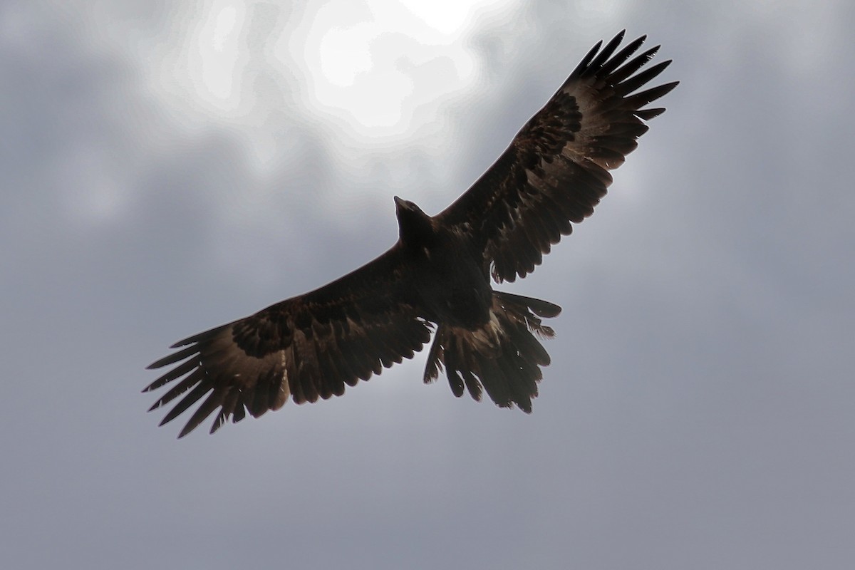 Wedge-tailed Eagle - ML493340461