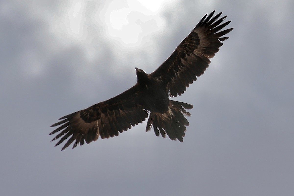 Águila Audaz - ML493340461