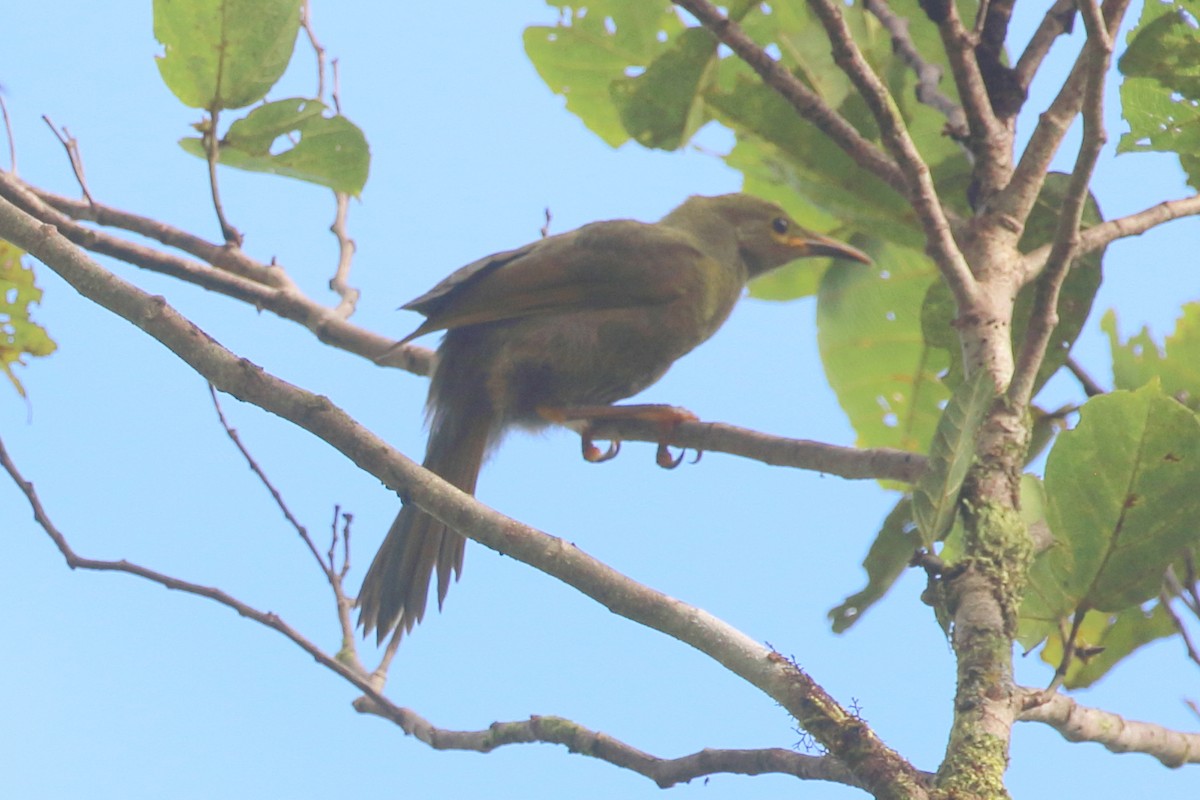 Duetting Giant-Honeyeater - Richard Fuller