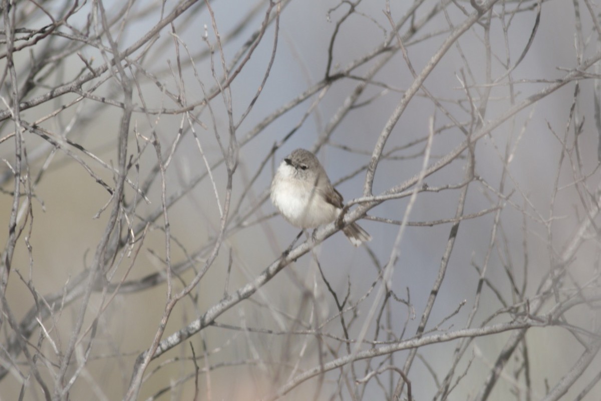 Slaty-backed Thornbill - ML493341341