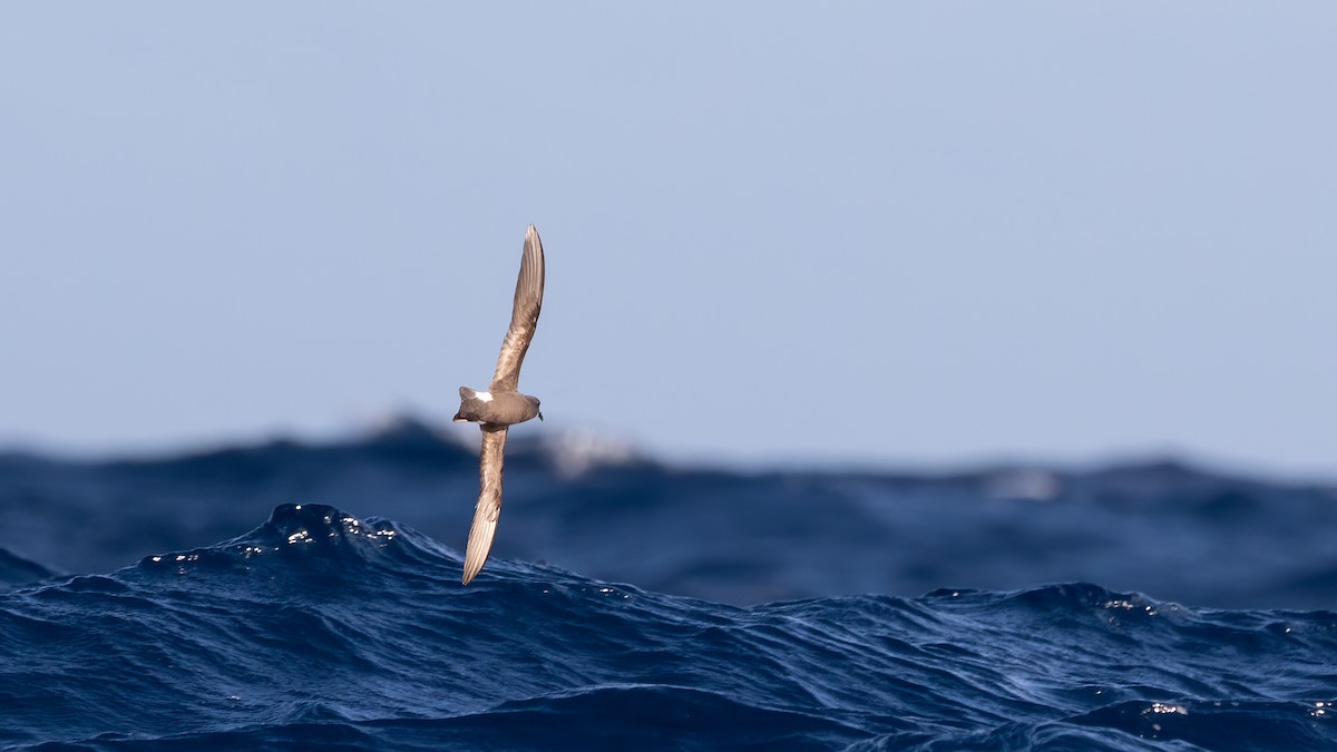 Band-rumped Storm-Petrel - ML493341501