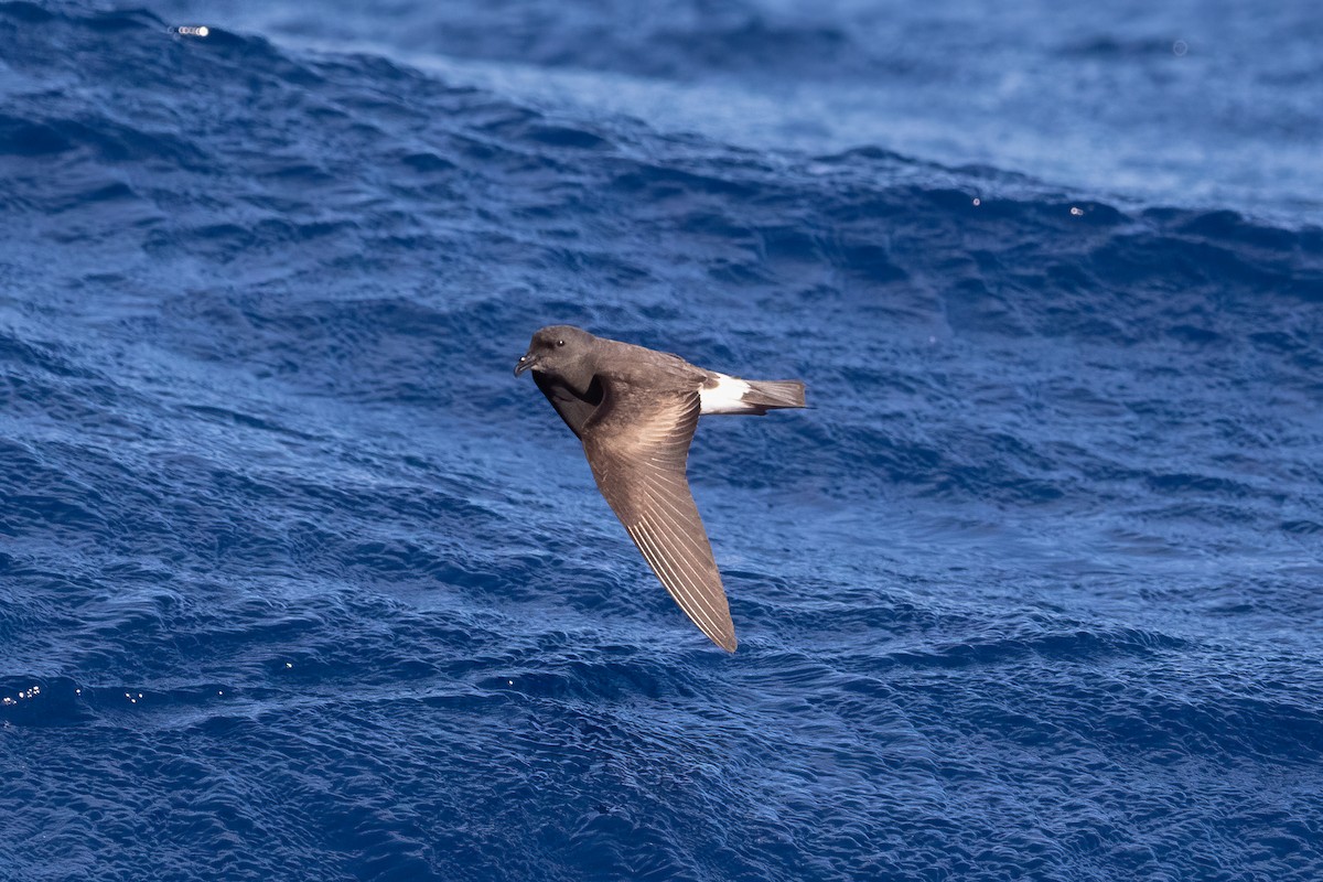 Band-rumped Storm-Petrel - ML493341521