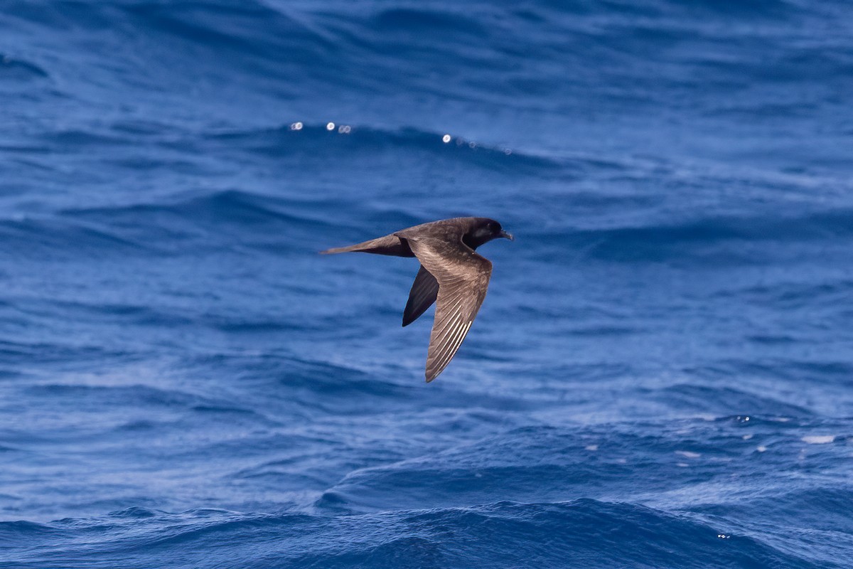 Bulwer's Petrel - ML493341561