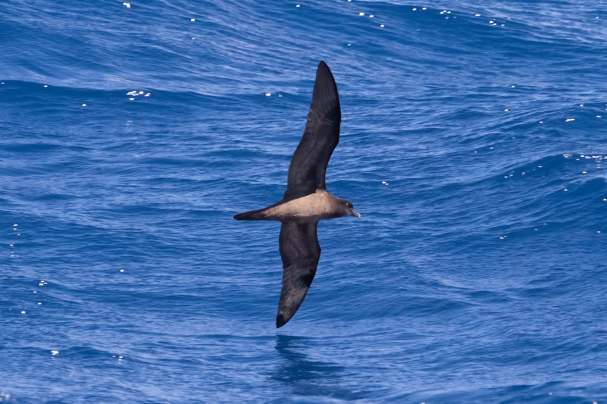 Bulwer's Petrel - ML493341571