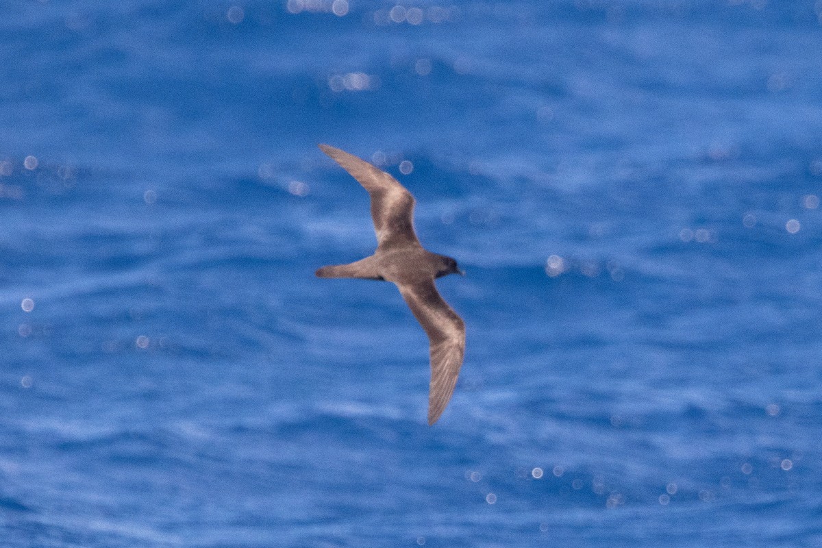 Bulwer's Petrel - ML493341591