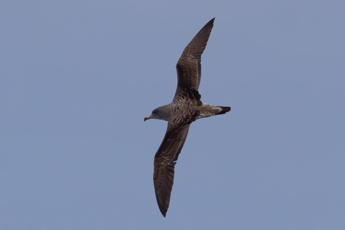 Cory's Shearwater (borealis) - ML493341621