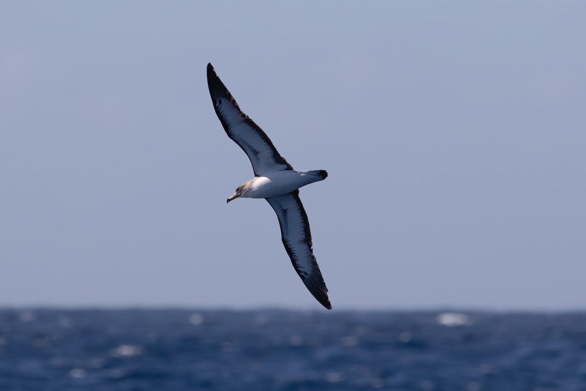 Cory's Shearwater (borealis) - ML493341641